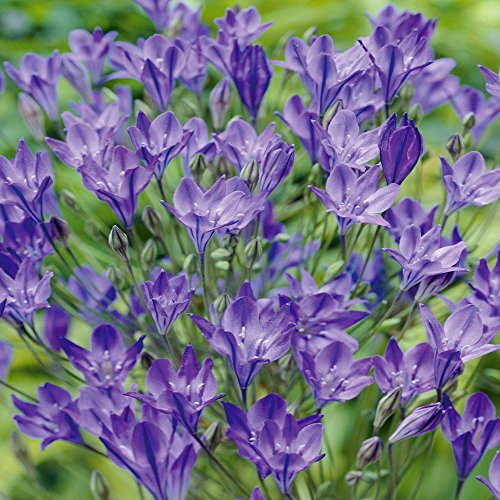 Brodiaea Queen Fabiola - 100 flower bulbs