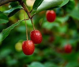 Semillas de fruta GOUMI Berry 100pcs rojo