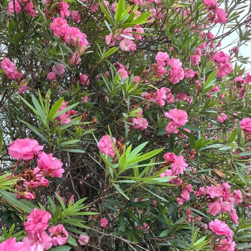 comprar semillas de adelfa, Comprar, interior de adelfa, arbustos, resistentes verdes, decoraciones de jardín para 25pcs