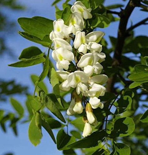 Korkenzieher-Robinie 100-125cm - Robinia pseudoacacia - lebende Gartenpflanze aus den Baumschulen