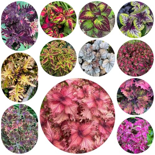 buntnesselsamen mehrjährig, balkon, stauden exotische, winterhart 50pcs