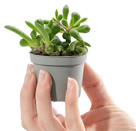 Baby String of Bananas - Senecio Herreianus Purple Flush | Small Indoor Succulent Houseplant in 6cm Pot | Miniature Trailing Baby Plant | for Home and Office
