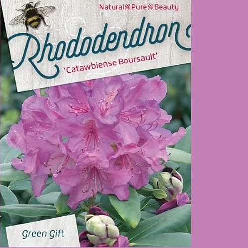 Rhododendron 'Catawbiense Boursault' 40-50 cm pot | Grand rhododendron violet, persistant, idéal haie fleurie