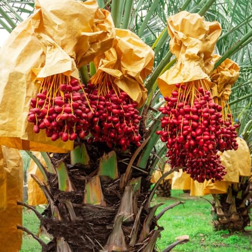 semillas de palmera datilera - variedades antiguas exterior balcón jardín 120pcs