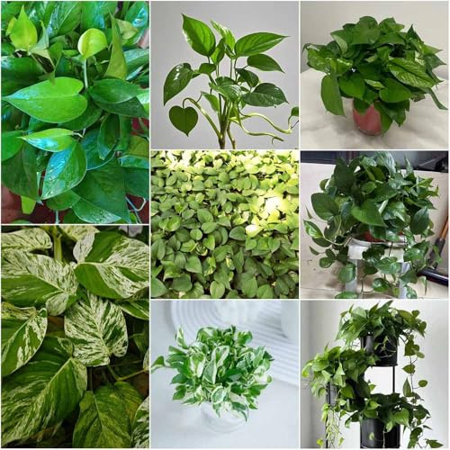 semillas de hiedra semillas de hiedra para interior techo verde jardín perennes resistentes -Serie raras- variedades 400pcs