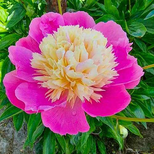 Bulbes (racines nues) de pivoine | Bulbes des meilleurs producteurs néerlandais | Sélection exclusive et contrôle | Floraison garantie. (1 Pivoine Herbacée Bowl of Beauty (Peonia Lactiflora))