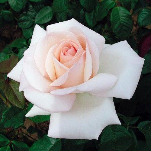 Edelrose Meilland Schloss Ippenburg in weiß-apricot-rose - Duftrose winterhart - Rosen-Blüte in weiß-apricot-rose - Rose stark duftend als wurzelnackte Rose in A-Qualität von Garten Schlüter - Pflanze