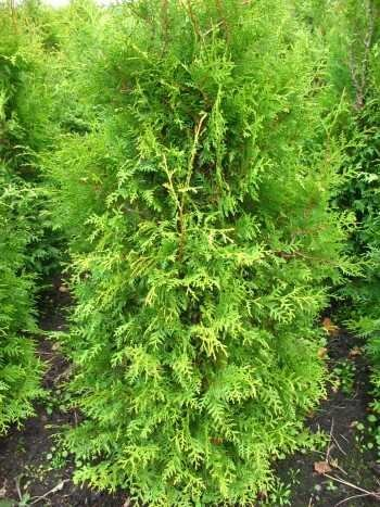 Brabant Lebensbaum Thuja occidentalis Brabant 80-100 cm hoch im 5 Liter Pflanzcontainer