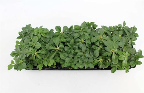 Dickmännchen Pachysandra terminalis 100 Stück Bodendecker immergrün | 100er Set, ideal für schattige Beete, unkomplizierte Pflege, ganzjährig grün, robust im Winter, dichter Wuchs