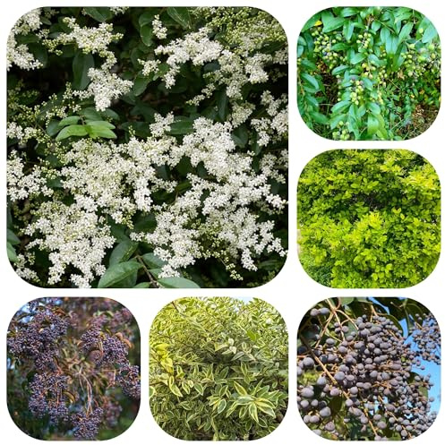 semillas de aligustre de hoja perenne - raras de jardín de interior resistentes 150pcs