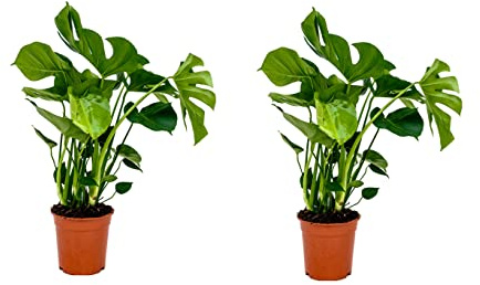 2 x Monstera Plants - Cheese Plant - in 14cm pots - 40-60cm Tall