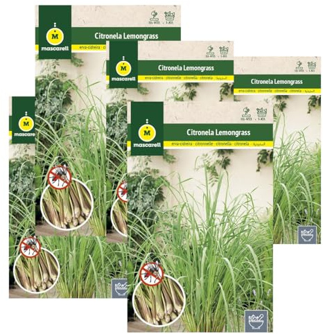 Lote de 5 Sobres de Semillas de Lemon Grass o Citronela Aroma Limón