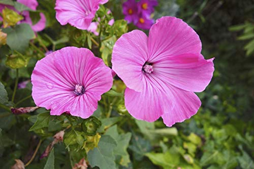 50 Semi di Malva Reale - fiori perenne pianta mellifera giardino - sementi contadine riproducibili - SemiWild