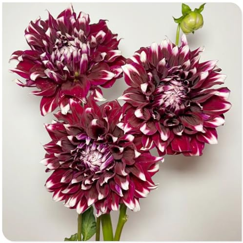 Dahlia Bulbs Garden Crop for Planting Now UK Strong Plants That Grow Well Mix Golden Jade Carving Feels Beautiful Now Mixed -3 Bulbs-d