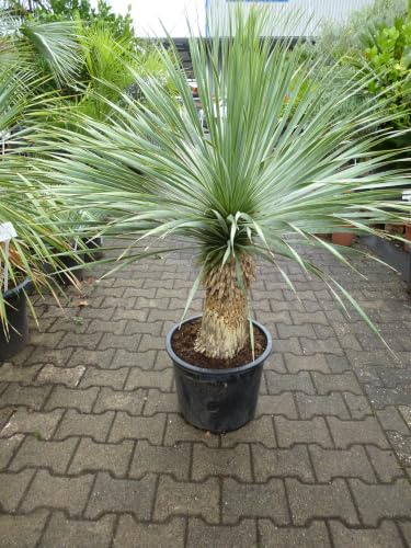 Generisch Yucca rostrata DOPPELSTAMM 120 cm - Stammhöhe 20 cm - Pot 35 cm Ø - Winterharte Palme -