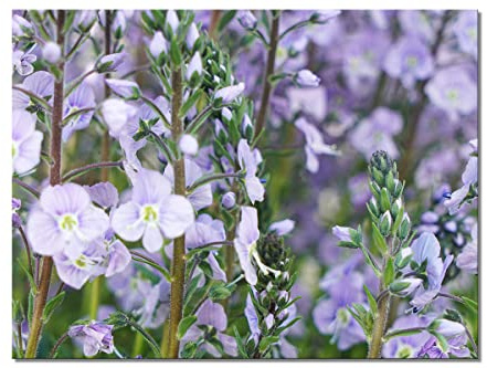 Glücksvilla - fleurs de gentiane violettes - Image photo décoration - Tableau mural XXL - jardin botanique nature plantes rosées (toile tendue avec châssis 2 cm - 80 x 60 cm)