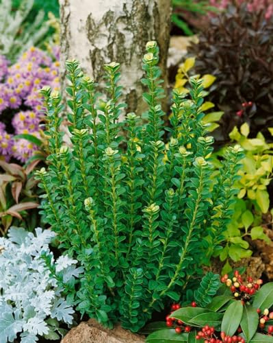 Buxus sempervirens 'Handsworthiensis' 150-175 cm - Buchsbaum, immergrün, ideal für Hecken und Formgehölze, winterhart, pflegeleicht