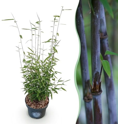 Graminées - Fargesia nitida Black Dragon - Non invasif Bambou - Feuillage persistant - 70-80cm - Ø23cm - Plante de jardin