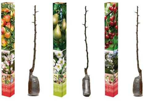 Juego de árboles frutales de 85 a 93 cm para jardín y prado de frutas, con raíces de manzana Jonagold, pera conference, cereza, ciruela, ópalo, melocotón rojo (3, mezcla (manzana, pera, cereza))