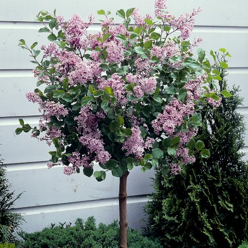 YouGarden Pair of Standard Lilac Tree Syringa 'Palibin' 90-120cm Tall in 3 Litre Pots, Potted Trees, Shrubs for Gardens or Patios