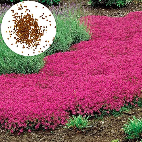 Generic Graines de Fleurs, 200 pièces/Sac graines de Fleurs faciles à Planter Multicolores graines de thym rampantes Outil de Jardinage pour Cour des graines
