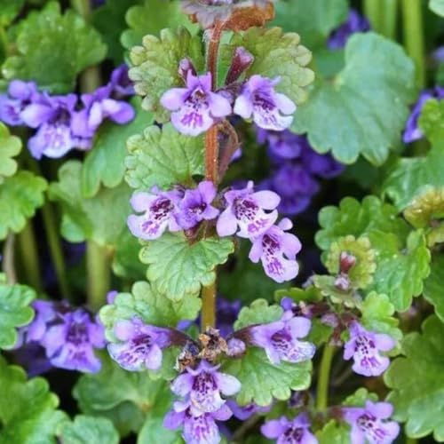 semi di edera terrestre giardino roccioso interno in aiuole rialzate balcone selvatici 35pcs