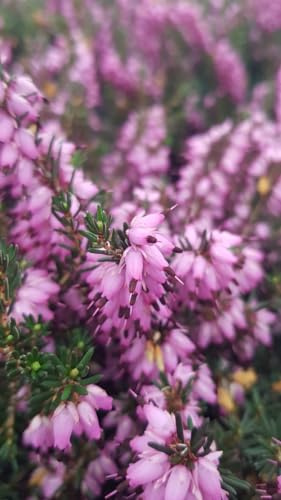 Erica X darleyensis 'J.W.Porter' / Bruyère d'hiver rose/Conteneur de 3 à 4 litres
