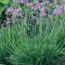 Société Ail 20 Garden Seeds