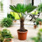 Trachycarpus fortunei | Chinesische Hanfpalme | Höhe 130-140 cm | Topf-Ø 27 cm