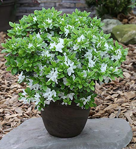 Japanische Azalee Diamant Weiß 15-20cm - Rhododendron obtusum - Zwerg Alpenrose - lebende Gartenpflanze aus den Baumschulen