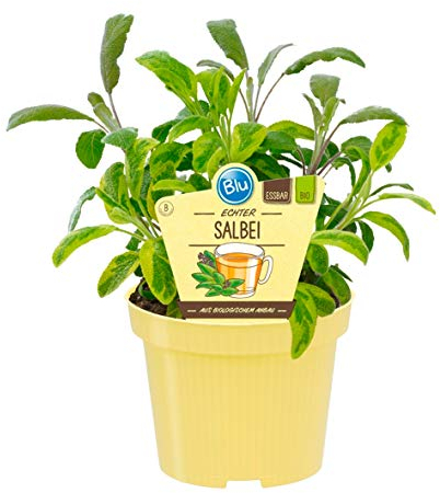 Bio Salbei Echter Salbei (Salvia officinalis), Kräuter Pflanzen aus nachhaltigem Anbau, (1 Pflanze)
