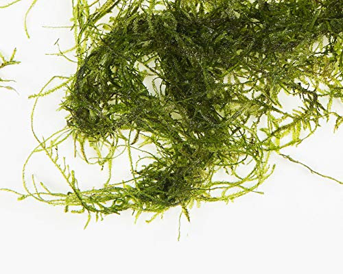 Aquarium Live Plants 50 Gram Java Moss (Vescularia Dubyana) Live Aquarium Aquatic Fish Tank Plant
