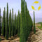 SEMILLAS Ciprés italiano Cupressus sempervirens stricta