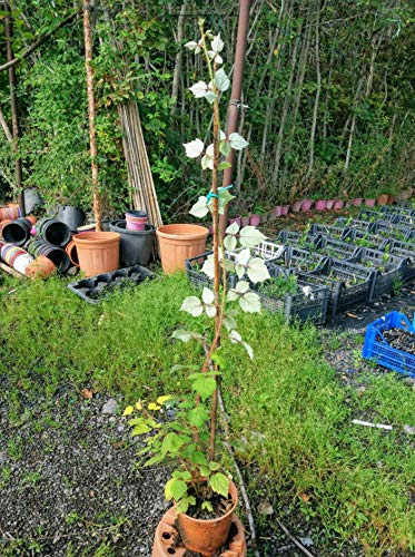 Pianta Albero frutti di bosco Mirtillo - Imballaggio speciale protettivo