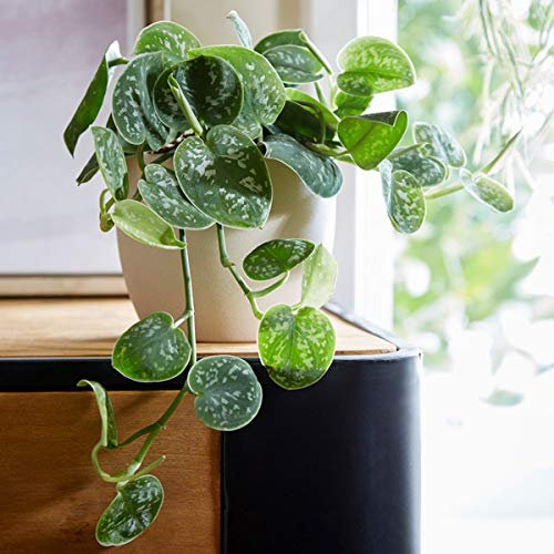 Plant Theory 15cm Satin Pothos Scindapsus Pictus Indoor Houseplant Argyraeus 13cm Pot