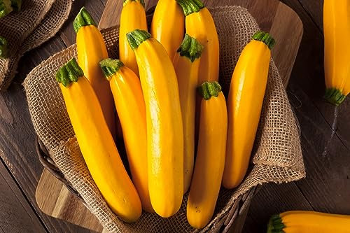 Courgette Zucchini Seeds Goldena Yellow Golden Heirloom Cucurbita Pepo 20 Seeds Grow Your Own Vegetable Perfect for Greenhouse or Outdoor Growing