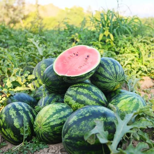 Water Melon Crimson Sweet Seeds – Large, Striped Fruits with Red Flesh – Juicy, Extra Sweet – Ideal for Kids – for Your Kitchen Garden