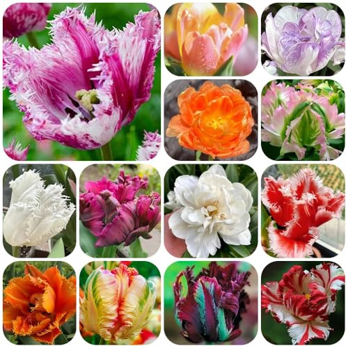 Bulbi di tulipano, da giardino da giardino roccioso decorazione floreale resistenti bulbi a precoce 4pcs