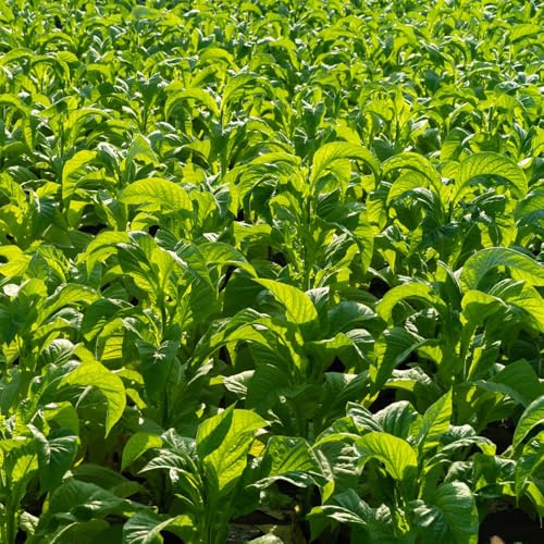 semi di tabacco d'appartamento esotiche in vaso balcone con interna decorative Giardino roccioso resistenti per il pieno sole 100pcs