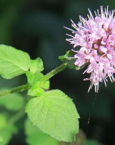 Lincolnshire Pond Plants Ltd - Marginal Aquatic Pond Plant - (Mentha Aquatica) - 1Ltr