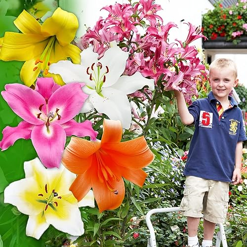 CSL sunrise Garten Riesen Lilien Trumpet Mix 10x Zwiebeln, Lilium, winterharte und mehrjährige Lilie, Lilienzwiebeln, Blumenzwiebeln, bienenfreundlich, schmetterlingsfreundlich