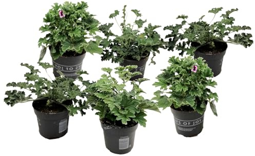 Plant in a Box - Pelargonium 'Orange Fizz', 'Pink Capitatum', 'Lizzy' - Plante anti-moustique - Géranium - Set de 6 - Pot 10,5cm - Hauteur 15-25cm