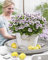 Plant in a Box - Pelargonium - Set da 6 pezzi - 3 diversi tipi - Anti-zanzara - Vaso da fiori 10,5 cm - Altezza 15-25 cm