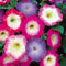 300 semi di petunia da aiuola, fiori di colori misti, semi selvatici per il giardino