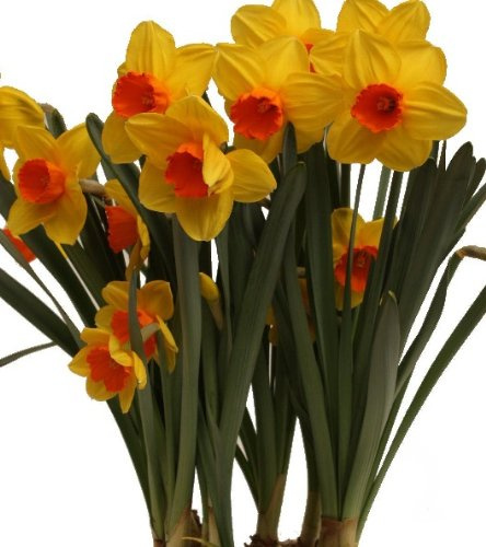 25 Quality Daffodil Bulbs - Monal (Lemon Yellow with Orange Heart) - Freshly Imported from Holland
