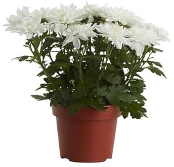 Margarita Natural Flores Blancas - Crisantemo - Planta Interior y Exterior - Chrysanthemum