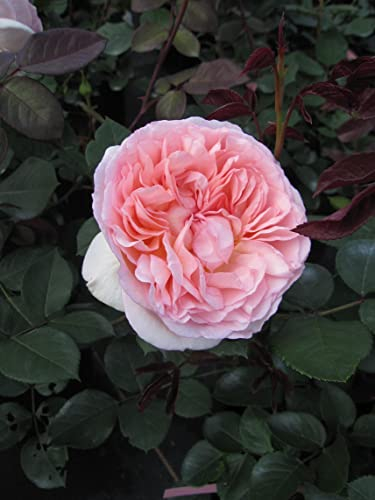 Märchenrose Märchenzauber ® - Beetrose - Rosa Märchenzauber ® - Kordes Rose - ADR Rose