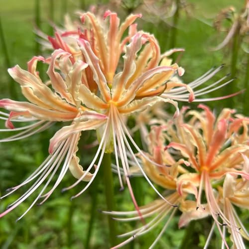 lirio araña, lirios araña, lycoris - rizoma decoración de jardín en balcón lirio, Lycoris radiata Decoraciones de jardín exteriores en 2bulbos