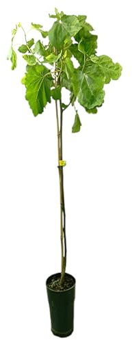 Garden Center Shop | Higuera Colar Albacor M25 | Árbol Frutal Natural de Higo | Variedad Bífera de Higos y Brevas | Planta Exterior para Huerto o Jardín
