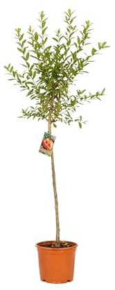 Myoshome - Granado Mollar de Elche en Maceta, 140 cm de alto, Árbol Frutal Exterior con Granadas Dulces, Planta Natural para Jardín Terraza Huerto, Arbol Ornamental Fácil Cultivo. Granado